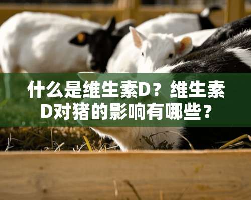 什么是维生素D？维生素D对猪的影响有哪些？