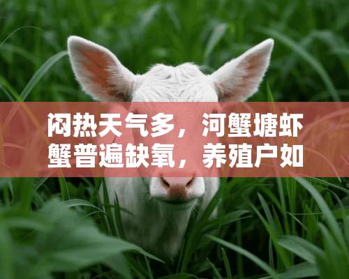 闷热天气多，河蟹塘虾蟹普遍缺氧，养殖户如何预防？