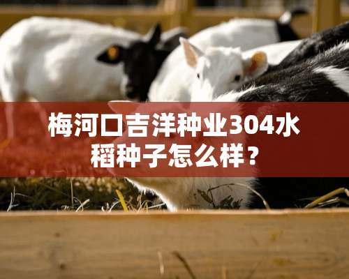 梅河口吉洋种业304水稻种子怎么样？