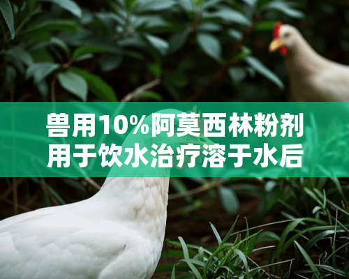 兽用10%阿莫西林粉剂用于饮水治疗溶于水后效力能维持多久