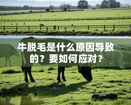 牛脱毛是什么原因导致的？要如何应对？