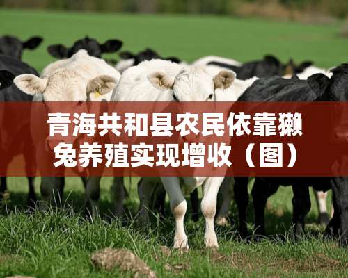 青海共和县农民依靠獭兔养殖实现增收（图）