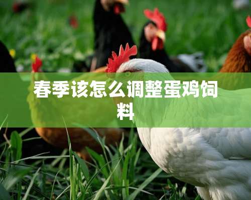 春季该怎么调整蛋鸡饲料