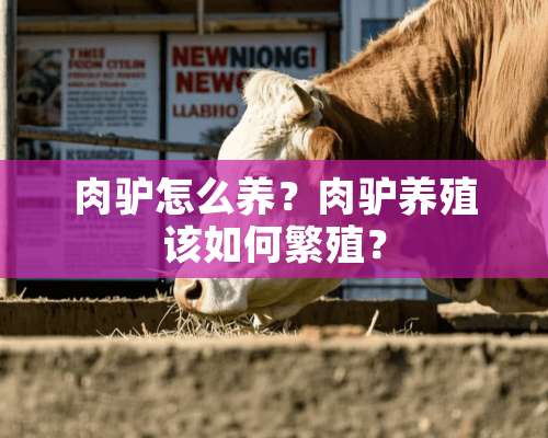 肉驴怎么养？肉驴养殖该如何繁殖？