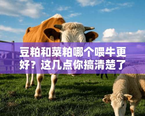 豆粕和菜粕哪个喂牛更好？这几点你搞清楚了吗？