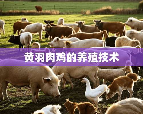 黄羽肉鸡的养殖技术