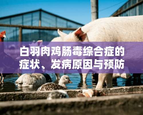 白羽肉鸡肠毒综合症的症状、发病原因与预防