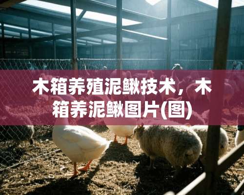 木箱养殖泥鳅技术，木箱养泥鳅图片(图)