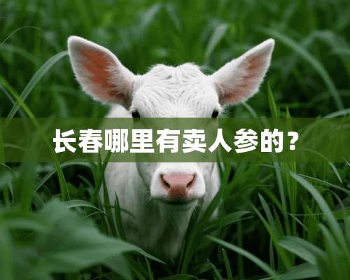 长春哪里有卖人参的？