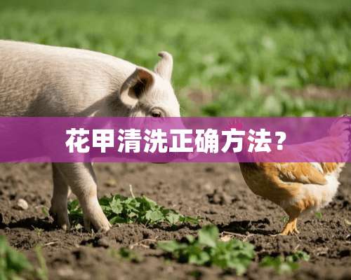 花甲清洗正确方法？