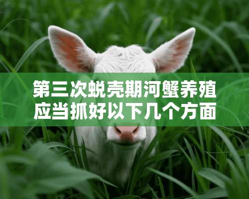 第三次蜕壳期河蟹养殖应当抓好以下几个方面的工作