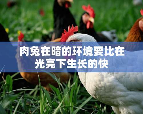 肉兔在暗的环境要比在光亮下生长的快